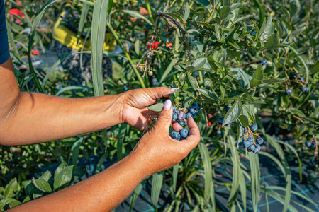 A persons hands are shown up close, carefully picking ripe blueberries from a lushの写真素材
