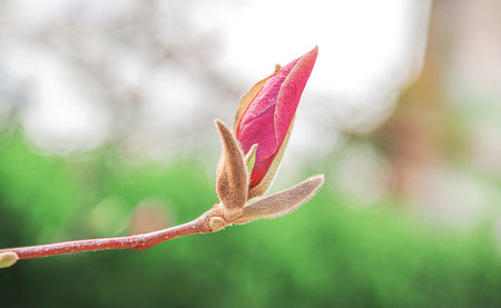 A close-up macro photograph of a pink magnolia flower bud on a branchの写真素材