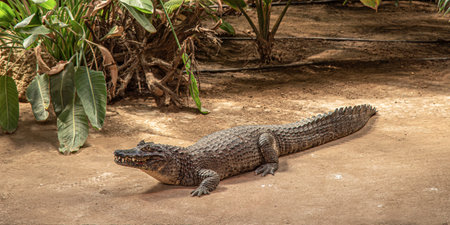 A large crocodile resting on a sandy ground