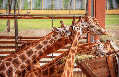 A group of four giraffes are gathered around a wooden trough, feeding on hay in a bright outdoor enclosureの写真素材