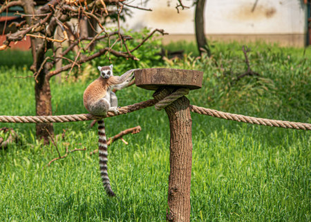 A Ring-tailed Lemur sits on a thick rope, reaching for a wooden platform in a grassy
