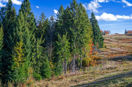 An autumn forest landscape