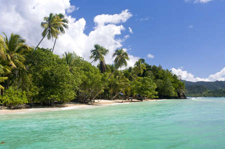 Tropical Beach with coconut palm trees の写真素材