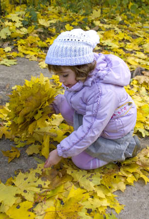 little girl collect maple leafs in the autumn  park の写真素材