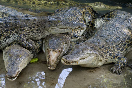 wildlife crocodiles from nature in the farm の写真素材