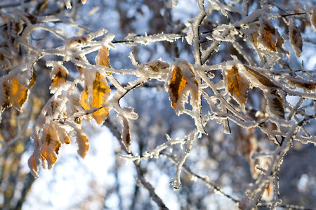 colorful leaves of the tree covered with snow in evening forest 