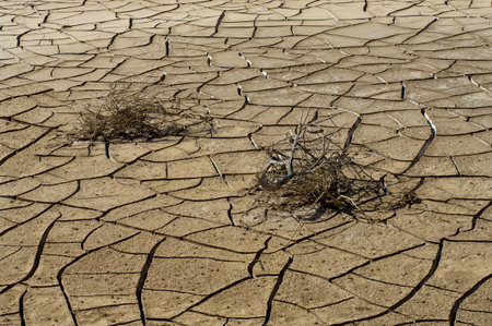 Dry cracked soil and  plant in desert