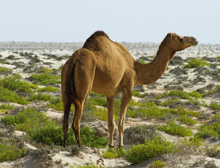 Camel at desertの写真素材