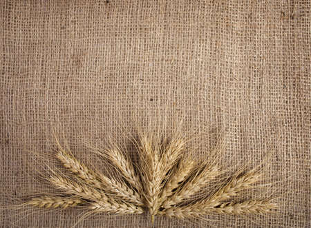 Wheat  over the canvas background, の写真素材