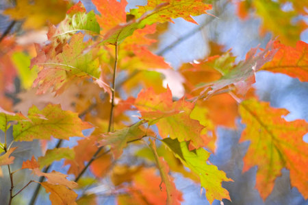 autumn leaves ,  soft focus 