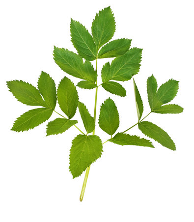 green leaf against a white background 