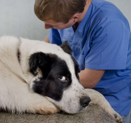 veterinarian doctor making a checkup  of a dogの写真素材