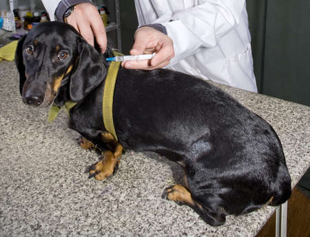 Vet giving an injection to a dachshundの写真素材