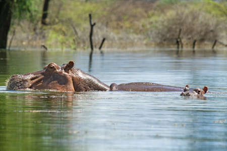 Hippopotamus  at  lake Baringo in Kenya の写真素材