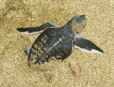 turtle give birth and get out from sand 