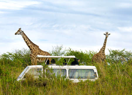 Tourists on safari take pictures of giraffes in Masai Mara National Park - Kenya の写真素材