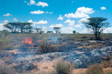Wildfire in African savanna, Kenya の写真素材