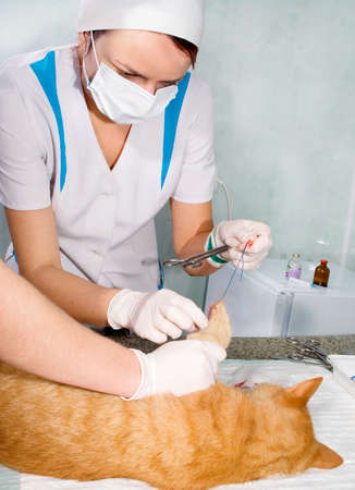 Wounded cat treated by veterinariansの写真素材