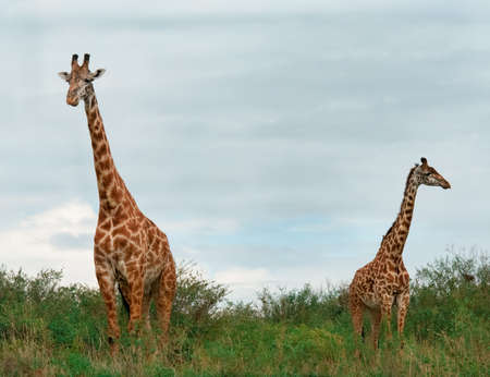 africa, african, animal, bush, camelopard, camelopardalis, conservation, dry, eating, elegant, exotic, game, giraffa, giraffe, graceful, grass, kenya, large, long, mammal, national, nature, neck, park, pattern, reserve, safari, savanna, stand, tall, tanzaの写真素材