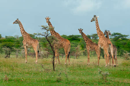 africa, african, animal, bush, camelopard, camelopardalis, conservation, dry, eating, elegant, exotic, game, giraffa, giraffe, graceful, grass, kenya, large, long, mammal, national, nature, neck, park, pattern, reserve, safari, savanna, stand, tall, tanzaの写真素材