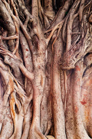 Background image of  a tropical banyan tree (ficus benghalensis) .の写真素材