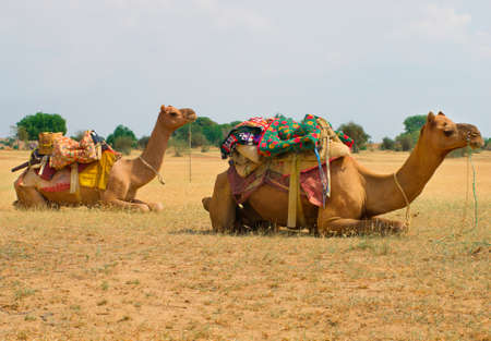 A camels on the Sam Sand Dune, Jaisalmer, Thar Desert, Indiaの写真素材