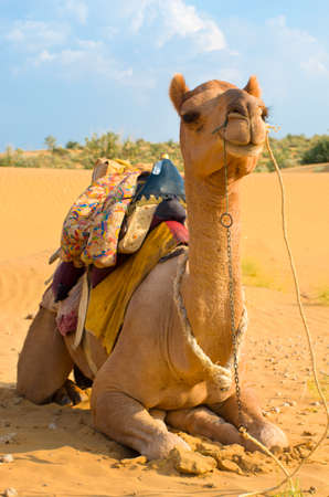 A camel on the Sam Sand Dune, Jaisalmer, Thar Desert, Indiaの写真素材