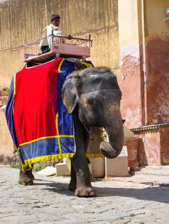 JAIPUR, INDIA - SEPT 26: Decorated elephant carry driver  in  Amber Fort on Sept 26, 2013 in Jaipur, Rajasthan, India. のeditorial素材