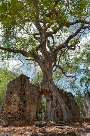 Remains of  Gede, near the town  Malindi in Kenya, Africaの写真素材