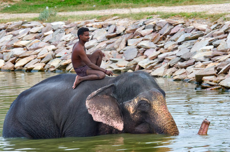 JAIPUR, INDIA - SEPT 26: Elephant swimming in elefant village in Jaipur, on Sept 26, 2013 in Jaipur, Rajasthan, India. のeditorial素材