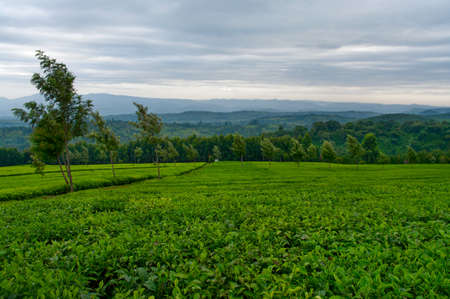 Green tea on the tea plantations. Kenyaの写真素材