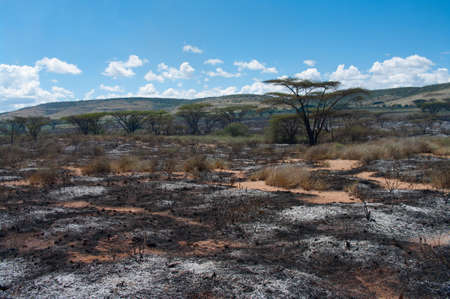 Wildfire in African savanna, Kenya の写真素材