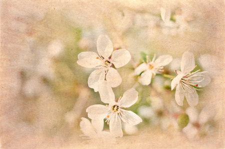  postcard of spring bloom, vintage effect