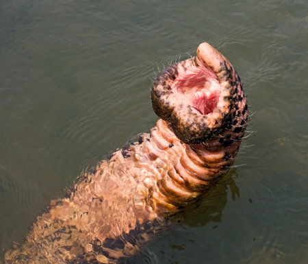 Asian Elephant trunk のeditorial素材