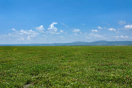 Duckweed covered on the water surface of lake Victorya, Kenyaの写真素材