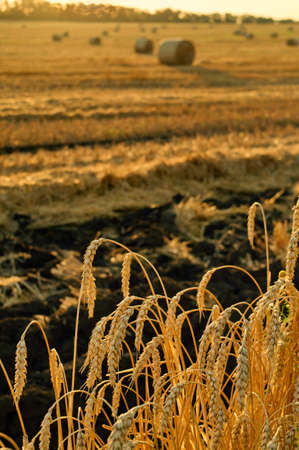 Golden wheat field against sun rays の写真素材