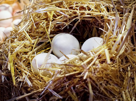 Nest with chicken eggs