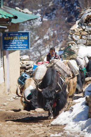 SAGARMATHA NATIONAL PARK, NEPAL - CIRCA MARCH 2014: Himalayan Herdsman and Yak on the trail near Everest Base Camp in Nepal circa March 2014.のeditorial素材