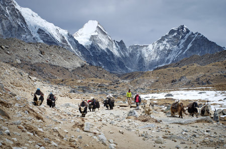 SAGARMATHA NATIONAL PARK, NEPAL - CIRCA MARCH 2014: Himalayan Herdsman and Yak on the trail near Everest Base Camp in Nepal circa March 2014.のeditorial素材