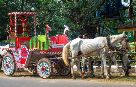 KOLKATA, INDIA - OCT 06:Horses harnessed to the carriage wait for tourist on the street on October 06, 2014 in Kolkata, India.のeditorial素材