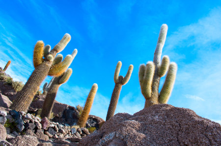 Incahuasi island in Salar de Uyuni, Bolivia