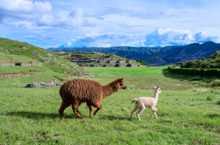 Alpaca at Sacsayhuaman in Cuzco, Peru.