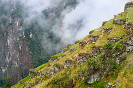 Lama in Machu Picchu in Peru. の写真素材