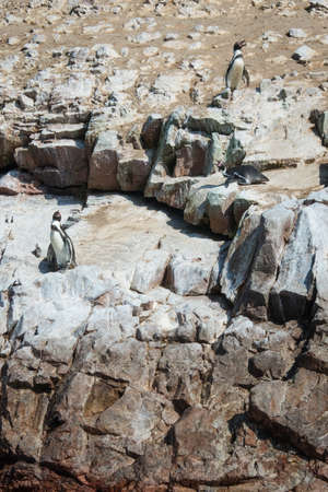 Humbold Penguins in Paracas , Peruの写真素材