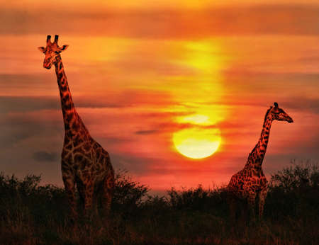 Wild Giraffes in the savannah at sunsetの写真素材