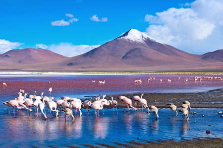 Flamingoes in Laguna Colorada , Uyuni, Boliviaの写真素材