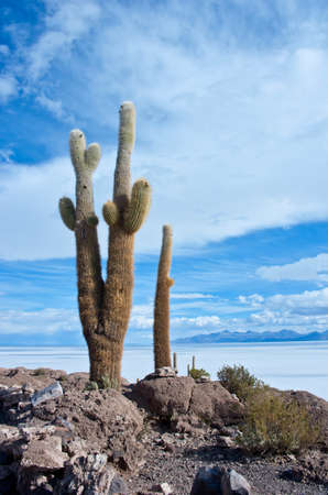 Incahuasi island in Salar de Uyuni, Boliviaの写真素材
