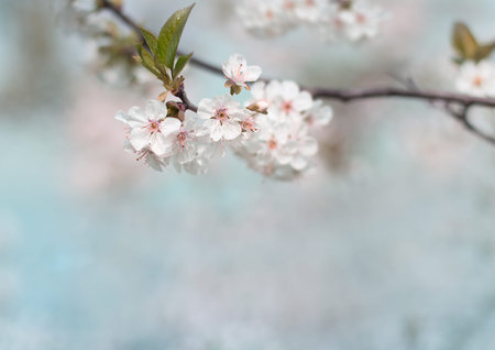 white cherry tree flower in spring, soft focus