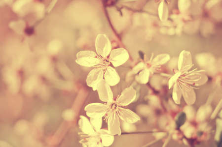 white cherry tree flower in spring, soft focusの写真素材