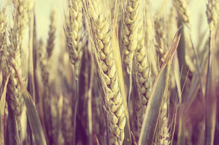 wheat in the field.の写真素材